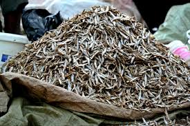 Image result for picha ya dagaa