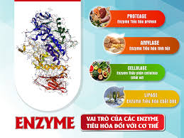 Enzymes nấm hoa lên men