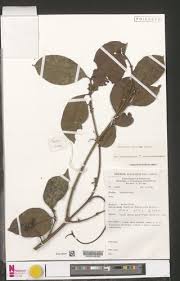 Image result for Clitandra cymulosa