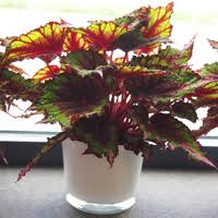 In addition to adding beauty to your home, indoor plants can actually help to purify the air. Holiday Naturals Red And Green Houseplants Costa Farms