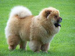 Chowchow Chow Dog Breed Chow Puppies For Sale Expensive Dogs