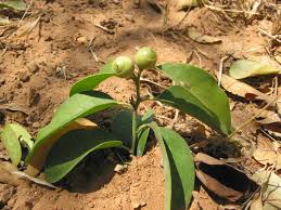 Image result for Olacaceae