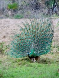 Green Peafowl In Thailand Peafowl Birds Animals