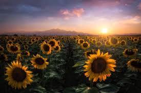 A Beautiful Field Of Sunflowers Near My Home Loveland Colorado Oc 2038x1358 Earthporn Sunflower Fields Loveland Colorado Nature Photography