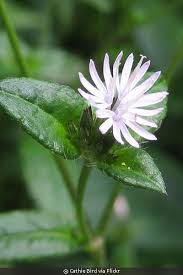 Image result for Elephantopus