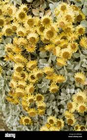 Image result for Helichrysum argyrosphaerum