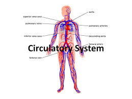 Pictures of circulatory system 1541. Circulatory System I What Is The Circulatory System A The Human Circulatory System Consists Of The Heart A Series Of Blood Vessels And The Blood Ppt Download