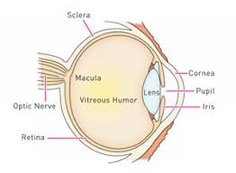 canine eyes their disorders the bark