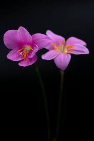 Image result for Zephyranthes minuta