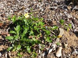 Image result for Abutilon grantii