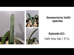 Image result for Sansevieria hallii