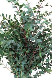 Eucalyptus Parvifolia Originates From South Eastern Australia This Green Also Has A Long Vase Life Greens Foliage Wedding Dusty Rose Wedding Wedding Flowers