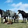Kleurplaten van paarden pferde 5 ausmalbild kleurplatenlcom. 1