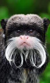 Emperor Tamarin Monkey Pet Monkey Animals Monkey Species