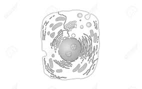 We did not find results for: Animal Human Cell Structure Educational Science Microscope 3d Eukaryotic Nucleus Organelle Medicine Analysis Glowing White Gray Biology Poster Template Isolated Line Art Vector Illustration Art Royalty Free Cliparts Vectors And Stock Illustration