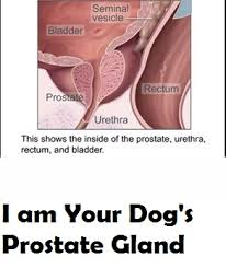 Learn more about the symptoms and signs of advanced prostate cancer and when you should call your doctor. My Dog S Prostate Is Enlarged Daily Dog Discoveries