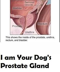 How to tell if your dog has cancer. My Dog S Prostate Is Enlarged Daily Dog Discoveries