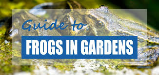 Maybe you would like to learn more about one of these? Are Frogs Good For The Garden Pros Cons Pond Informer