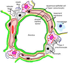 In mammals, the formation of a mature bgb occurs primarily after birth during alveologenesis and requires the formation of septa from the walls of the saccule. Respiratory The Histology Guide