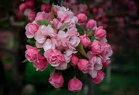 The floral bracts are pointed, surrounding the real central flowers and appear later in the spring than the flowering dogwood (cornus florida). Brandywine Crab Apple Trees For Sale Online The Tree Center