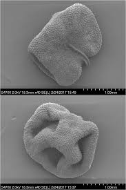 Image result for Trachypogon chevalieri