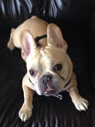 Gorgeous akc champion sired french bulldog male puppy. French Bulldog Puppies Available For Sale In Florida Home Page Available Puppies