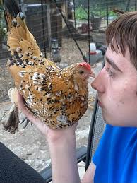 Profile for Phantom the Bantam Mini Texas Chicken