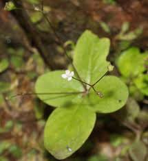 Image result for Oldenlandia fastigiata