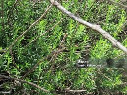 Image result for Microglossa