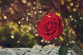 اليكم مجموعة كبيرة من صور الورود الرائعة عالية الدقة ورد أحمر في