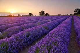 Angustifolia (lamiaceae).bunga berwarna ungu ini biasanya dimanfaatkan sebagai pewangi atau parfum karena mempunyai aroma yang khas. Bunga Lavender Ciri Manfaat Dan Cara Menanamnya