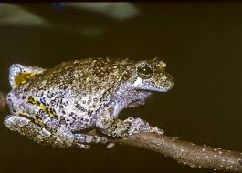 Image result for Cryptolepis hypoglauca