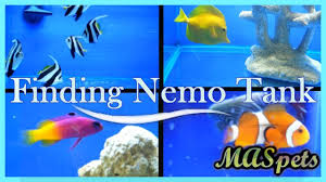 Finding Nemo Tank Gang Fish For Your Aquarium Youtube