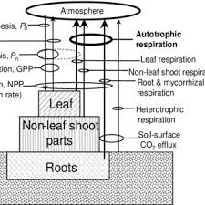 Maybe you would like to learn more about one of these? Pdf Plant Respiration In Productivity Models Conceptualisation Representation And Issues For Global Terrestrial Carbon Cycle Research