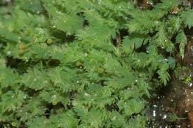 Image result for Porphyrostemma grantii