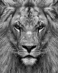 Black And White Angry Lion Face Wallpaper Pin By Matt Miguel On Big Cats Black And White Lion Lion Photography Lion Head Tattoos