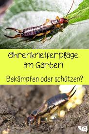 Ohrwurmer Ohrenkneiferplage Ohrenkneifer Ohrwurm Ohr