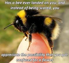 Wholesome Animal Memes To Start The Week Off Right Bee Bumble Bee Animals