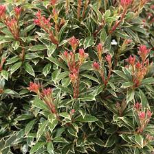 Flowers white, from pink buds, rather sparse. Japanische Lavendelheide Little Heath Pieris Japonica Little Heath Gunstig Online Kaufen