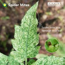 It's a slightly more humid environment, but the temperatures tend to be around the right range for moderate to rapid mite population expansion. Dudutech Home Facebook