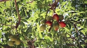Image result for Sterculia appendiculata