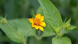 Image result for Aspilia africana