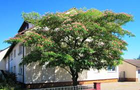 Each of these 11 trees and shrubs has at least one cultivar that will bear white flowers each year. Albizia Julibrissin Wikipedia