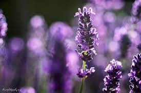 Lavender Flower Photography By Roland Pokrywka Flowers Photography Lavender Flowers Flowers