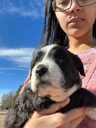 Animal Protection Society of Person County has NINETEEN rescue pups right  now. Please consider keeping an eye