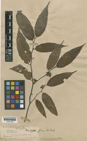 Image result for Leptonychia