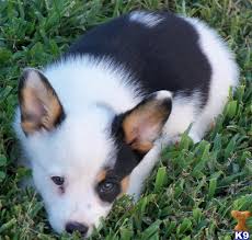 We cannot accept responsibility for any transaction between puppy buyer and the breeder arising from. Pembroke Welsh Corgi Puppy For Sale Lookout Farm Cowboy Corgis Delilah 7 Years Old