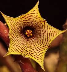 Image result for Huernia leachii