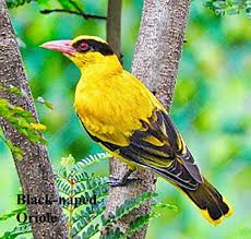 Black Naped Oriole Bird Photo