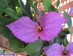 Image result for Dalechampia